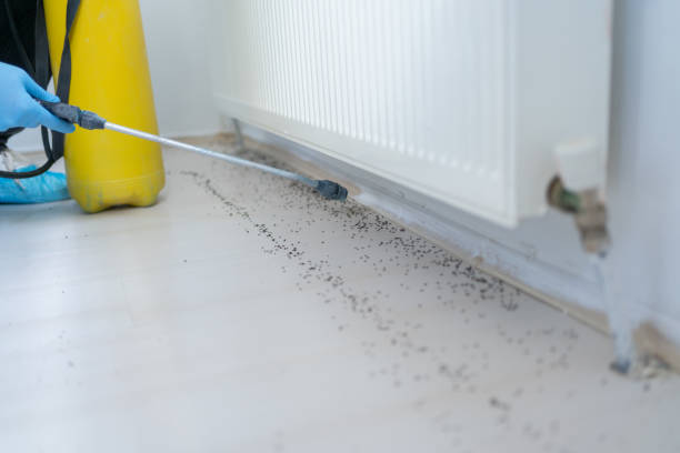 Best Rat Extermination Near Me  in Osage, IA